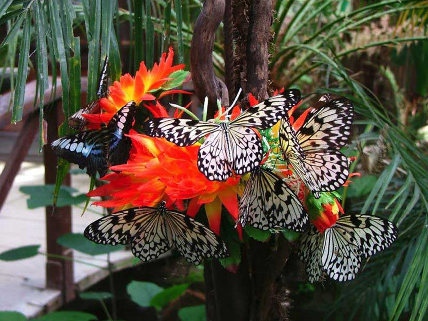 Twilight Butterfly, le farfalle del crepuscolo