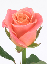 Una rosa super premiata: